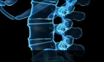노원자생한방병원 허리질환 척추전방전위증-정상적인 사람의 척추뼈 모습입니다.